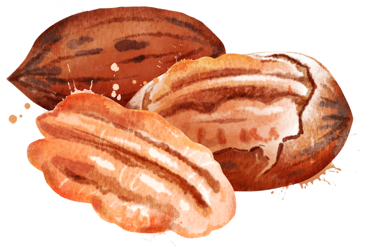 Watercolor Hand Drawn Illustration of Pecan Nut